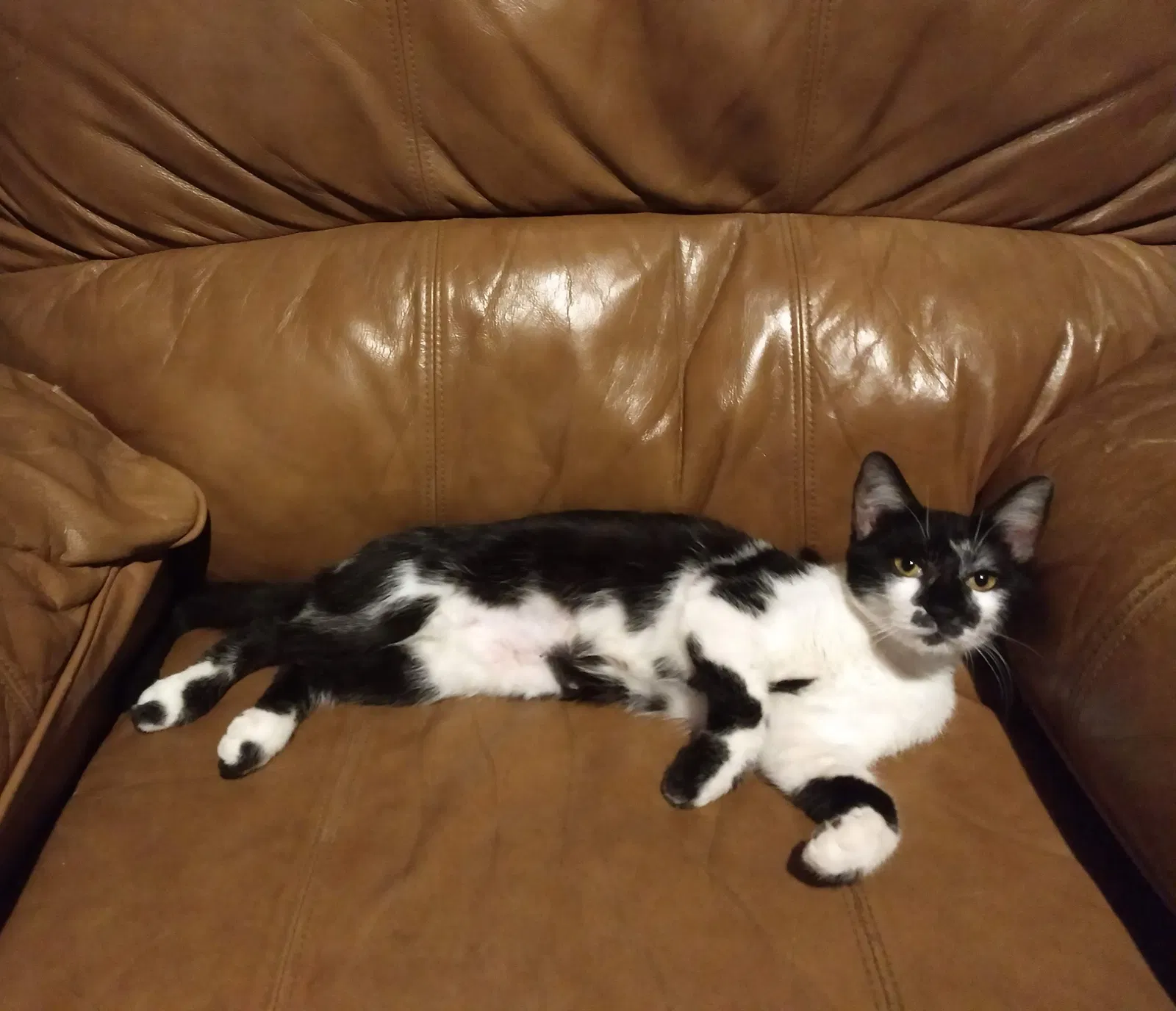 Lost cat in Tampa, FL, 33613