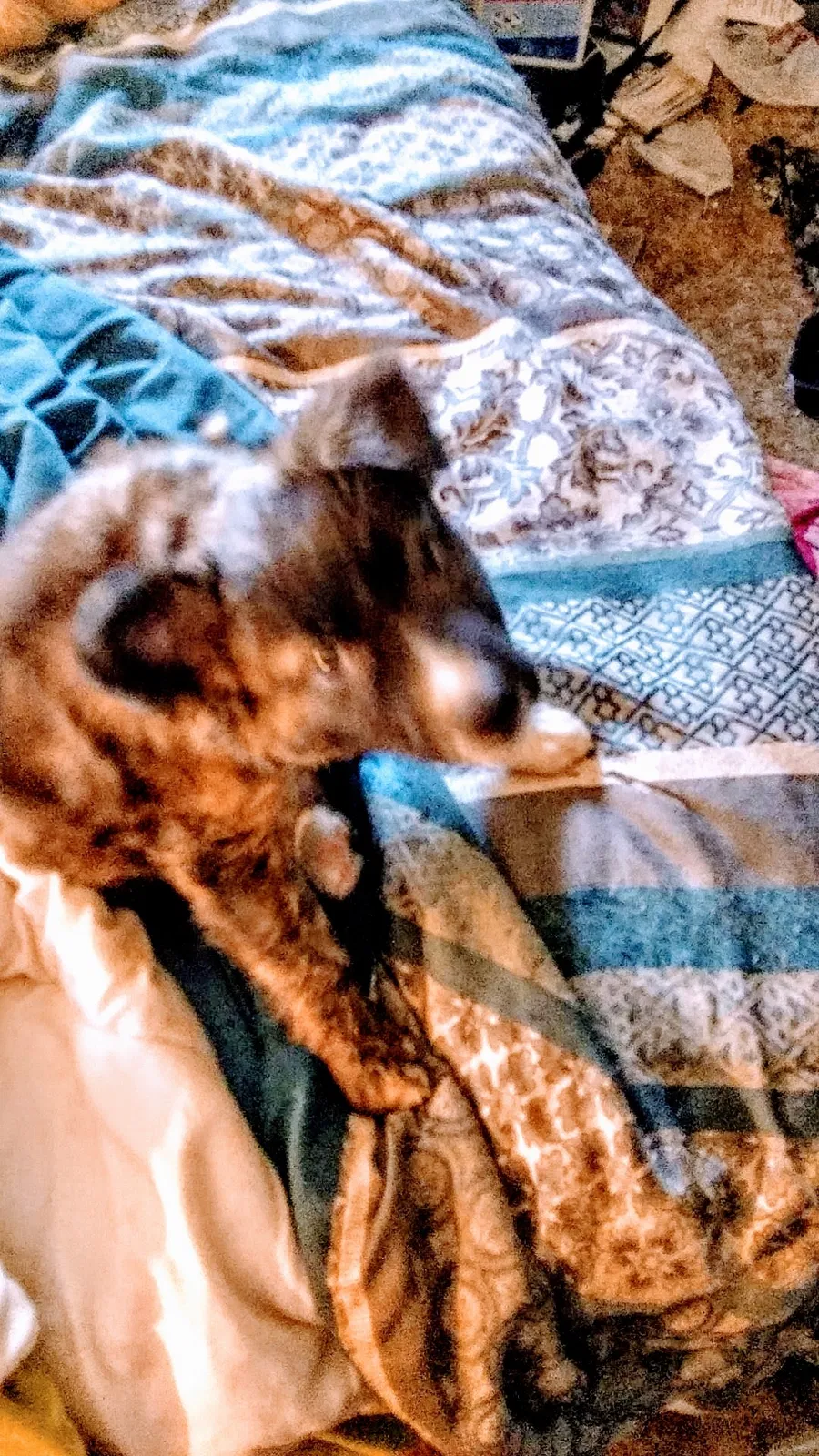 Lost dog in Homedale, ID, 83628