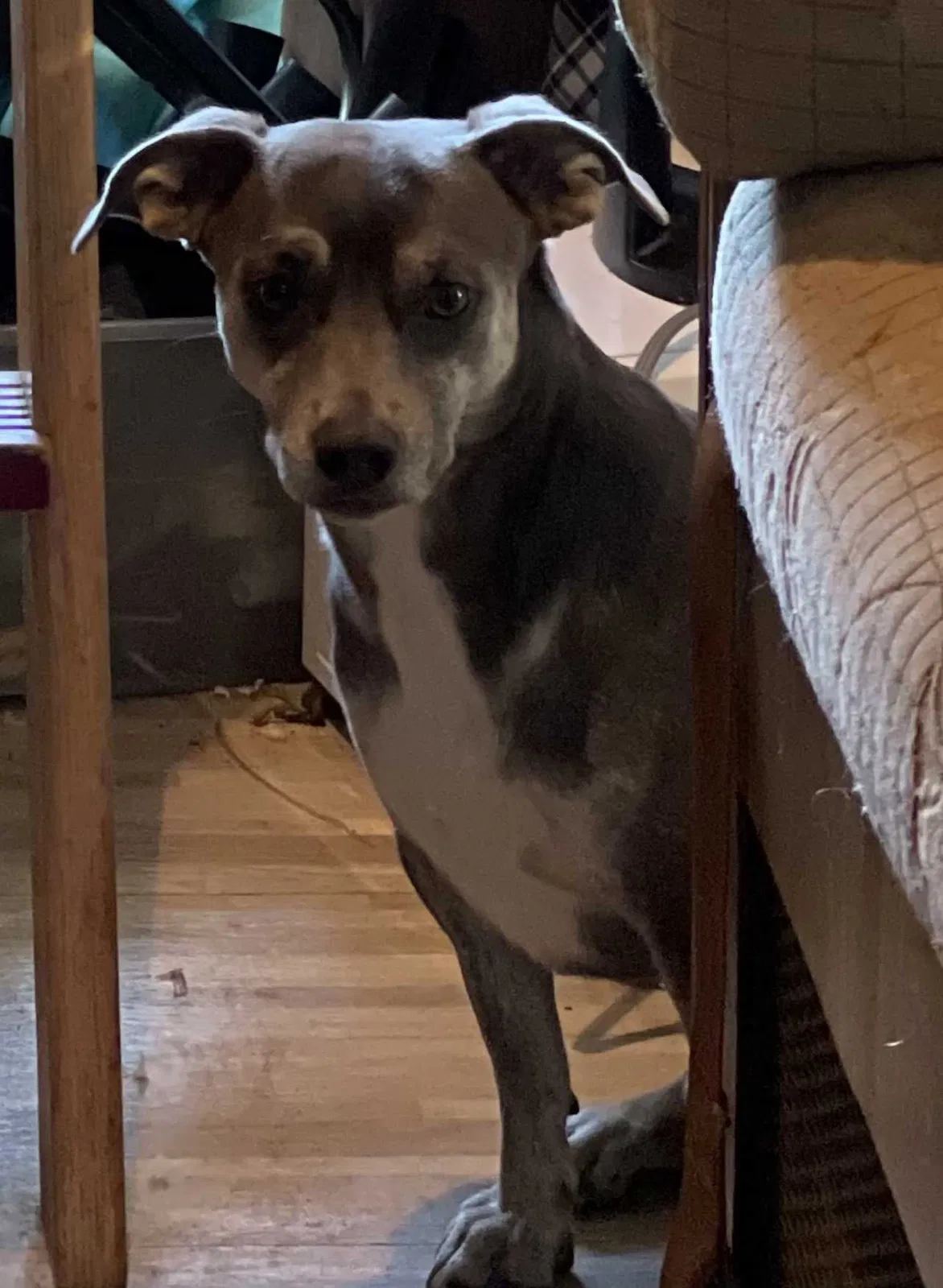 Lost dog in Lathrop, CA, 95330