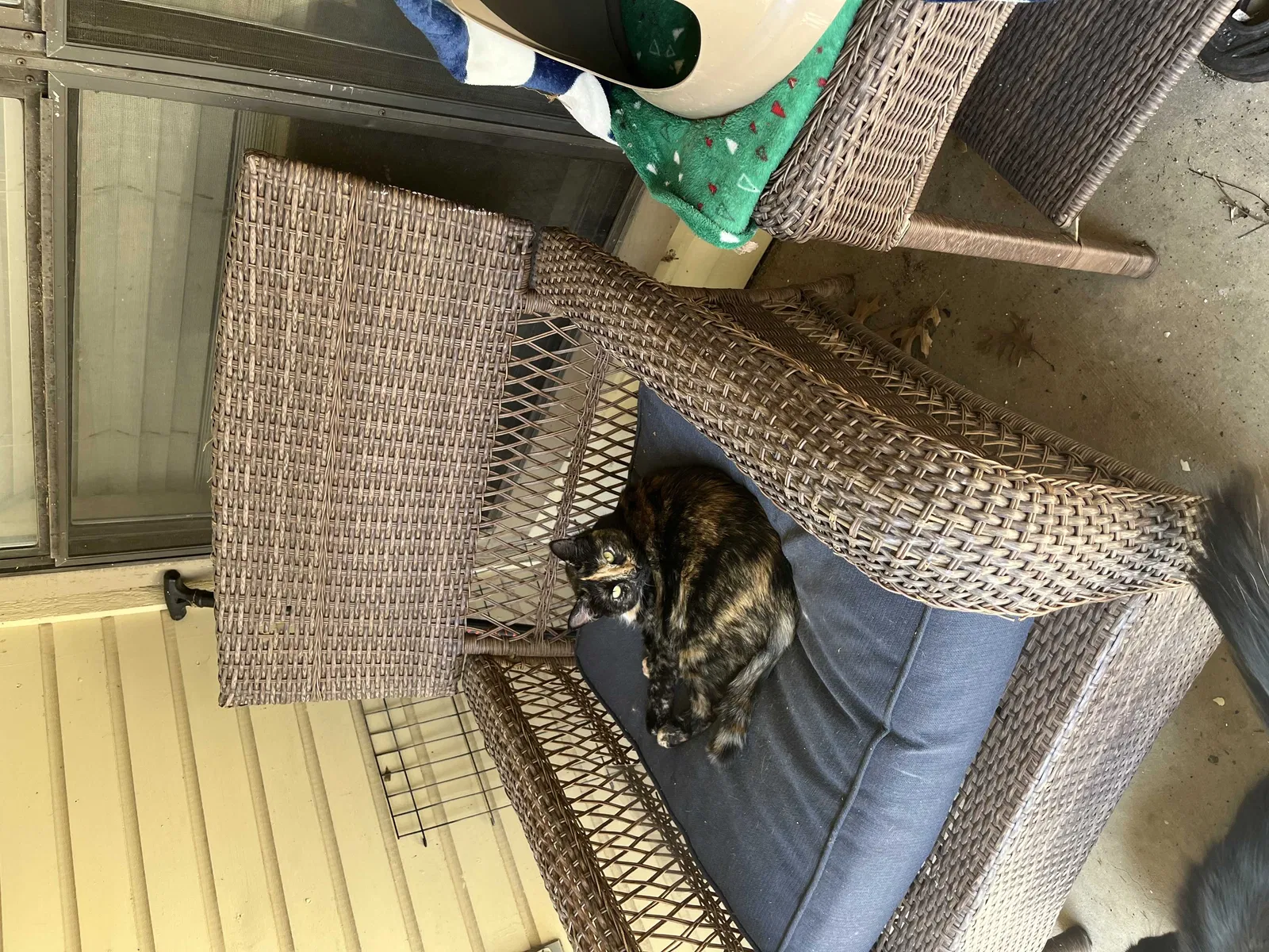 Lost cat in Unknown, TX, 75072