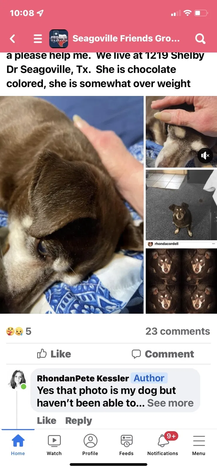 Lost dog in Seagoville, TX, 75159