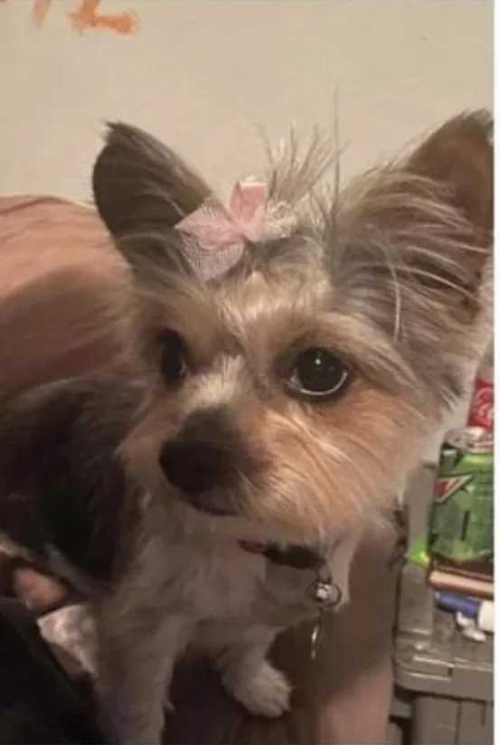 Lost dog in Covington, GA, 30014