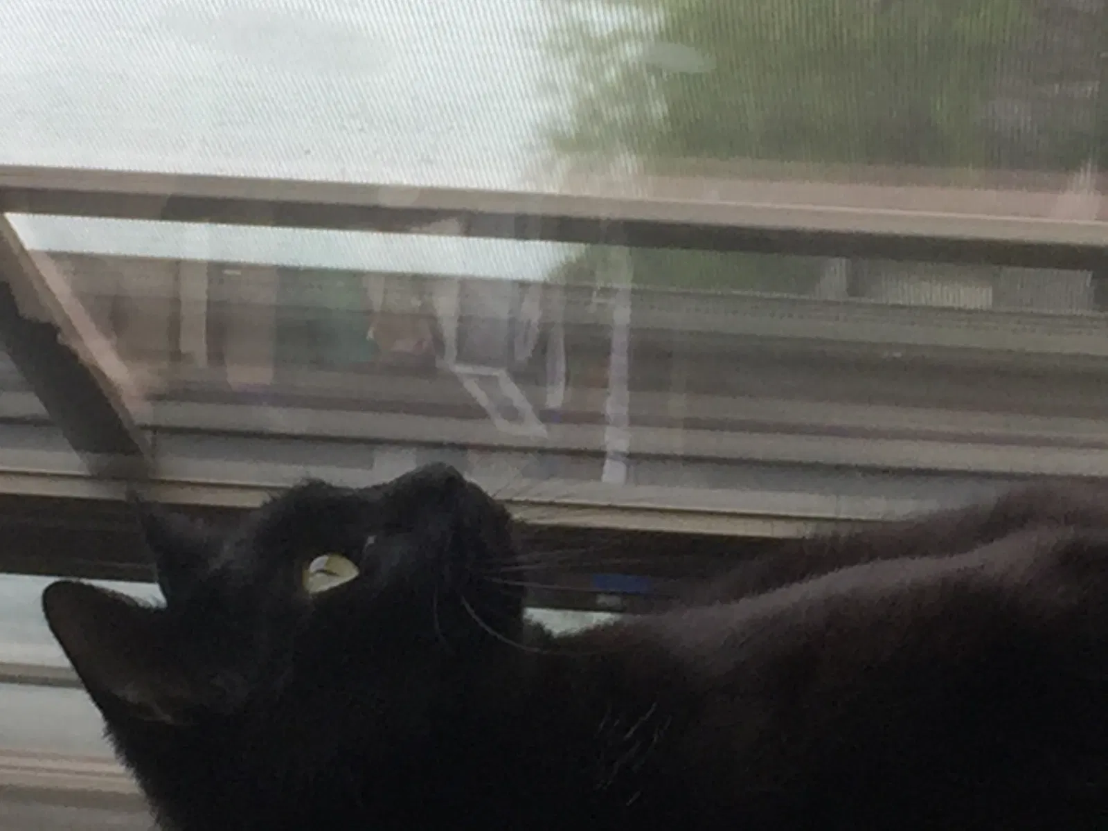 Lost cat in Bono, AR, 72416