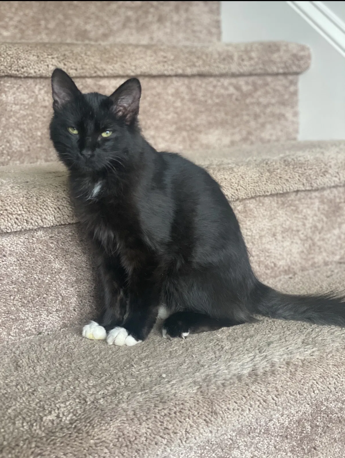 Lost cat in Lawrenceville, GA, 30043