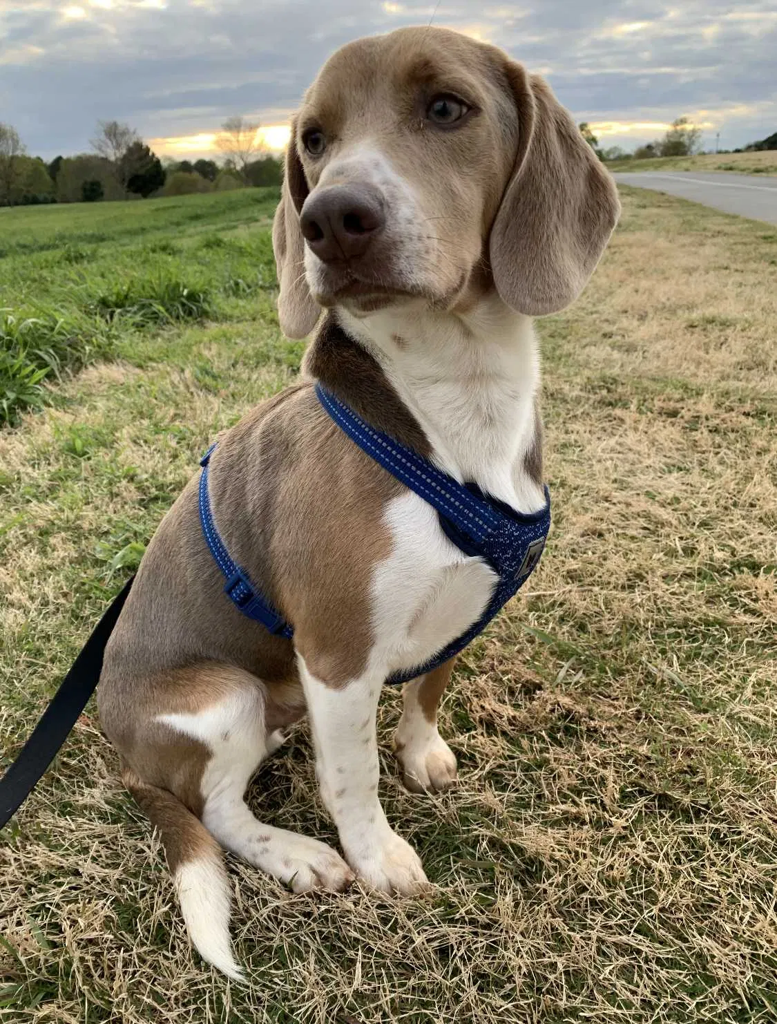 Lost dog in Winder, GA, 30680