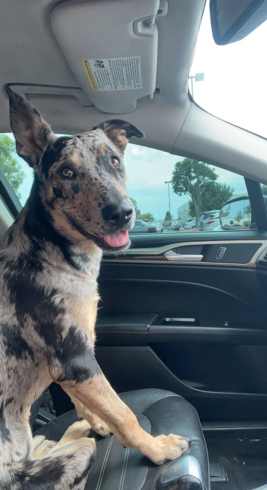 Lost dog in Azusa, CA, 91702