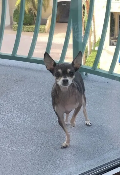 Lost dog in Tampa, FL, 33609