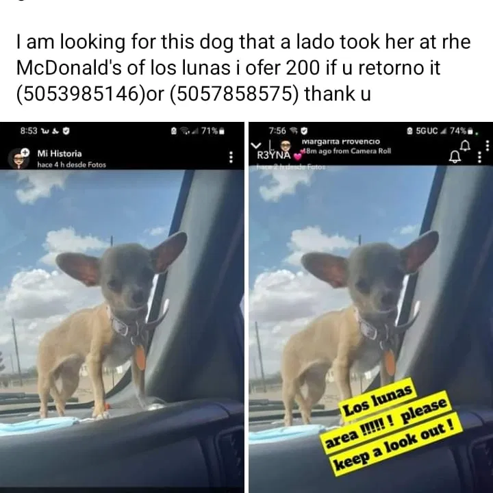 Lost dog in Los Lunas, NM, 87031