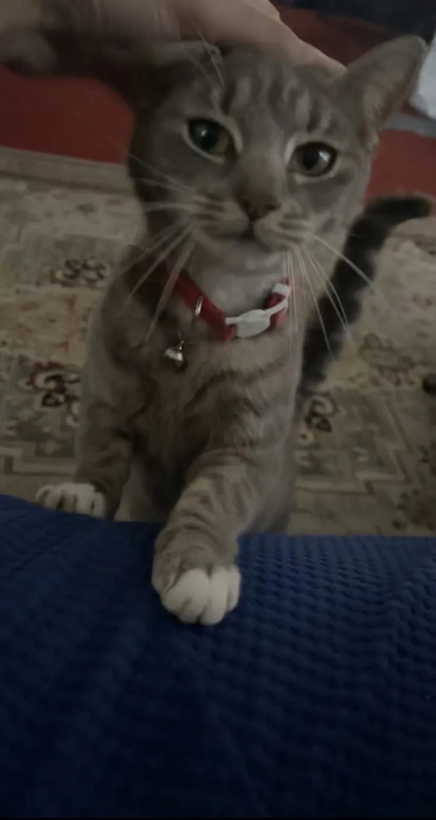 Lost cat in Woodhaven, NY, 11421