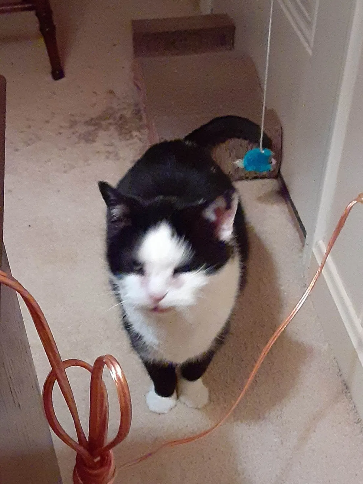 Lost cat in Broadview Heights, OH, 44147