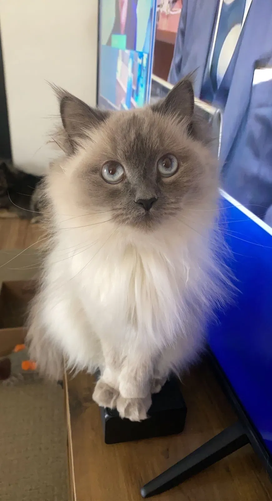 Lost cat in Fergus Falls, MN, 56537