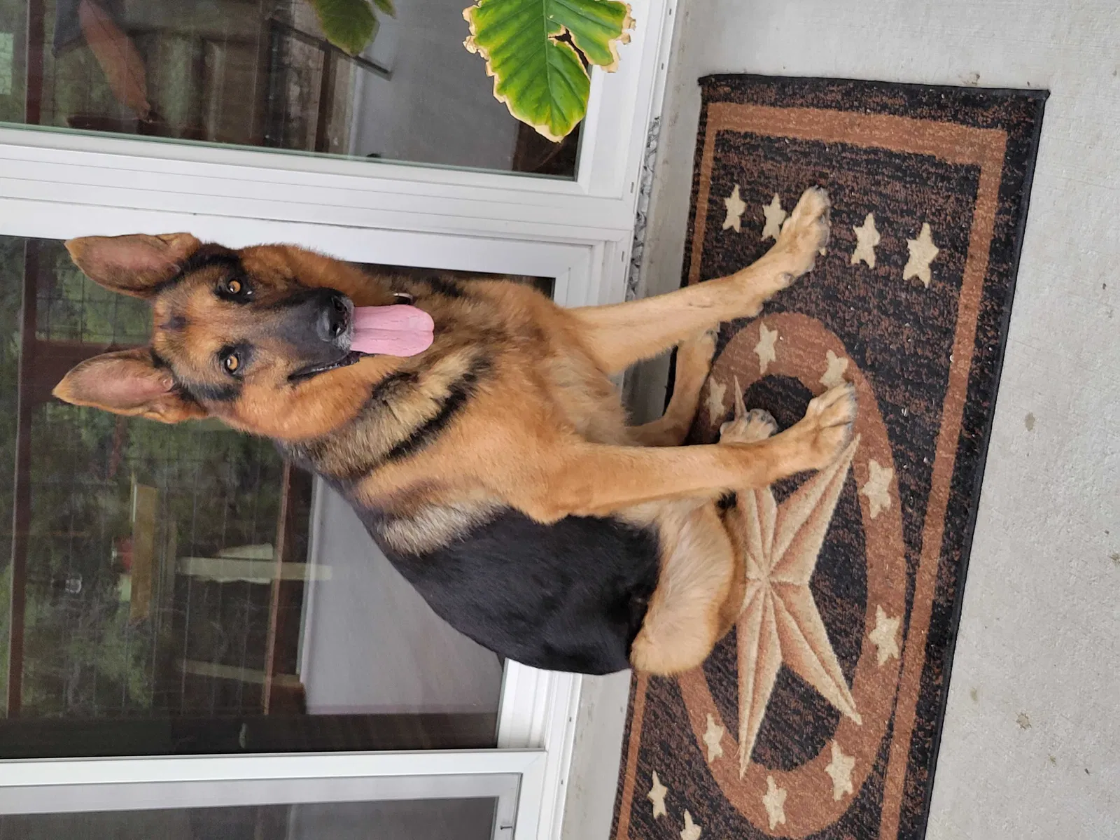 Lost dog in Canyon Lake, TX, 78133