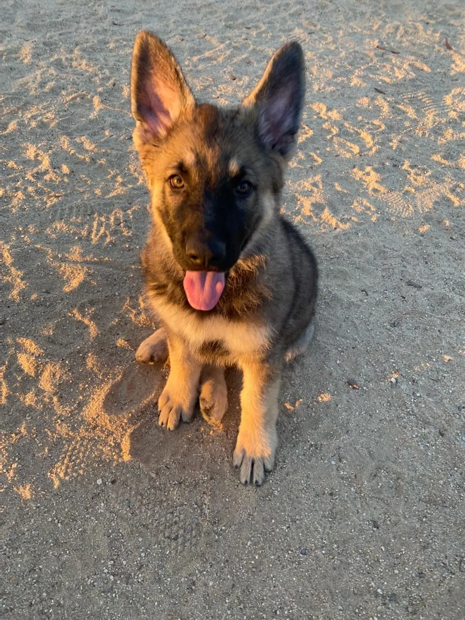 Lost dog in Long Beach, CA, 90813