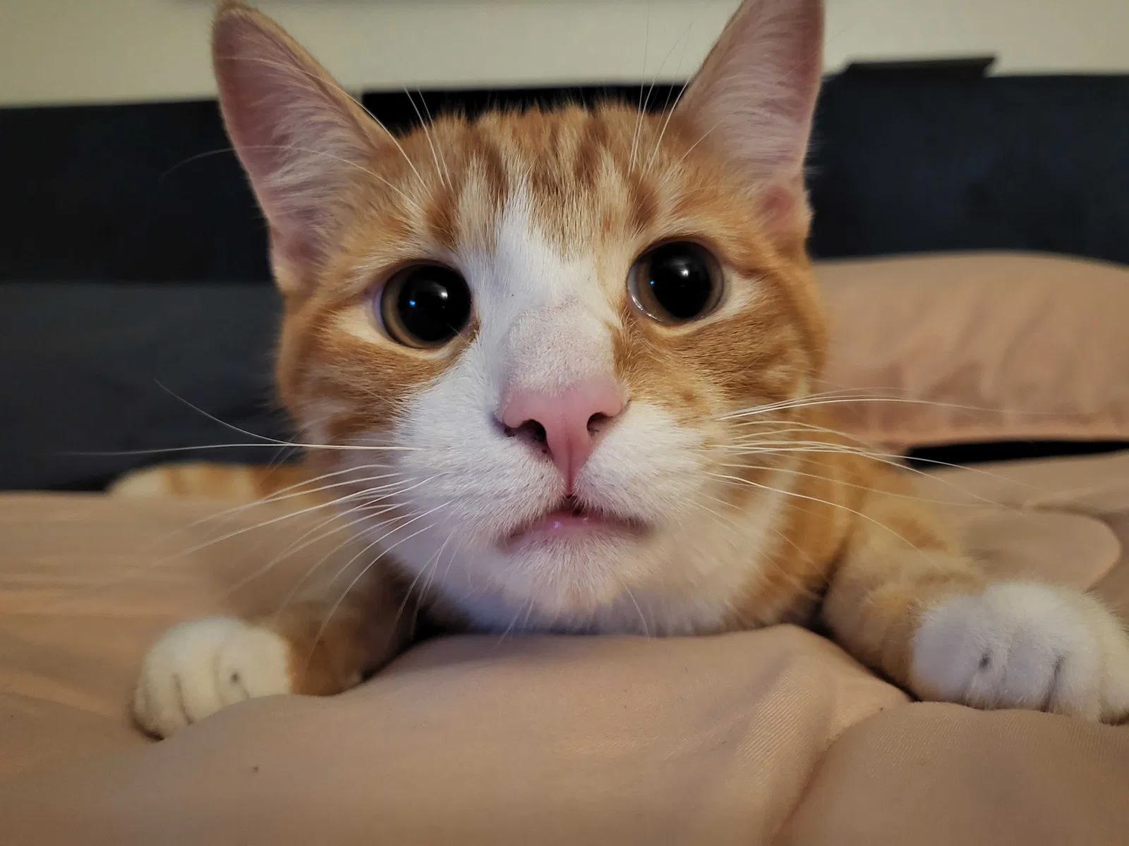 Lost cat in El Cajon, CA, 92020