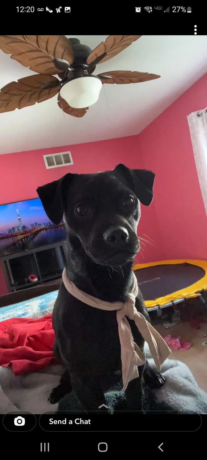 Lost dog in Pleasant Prairie, WI, 53158