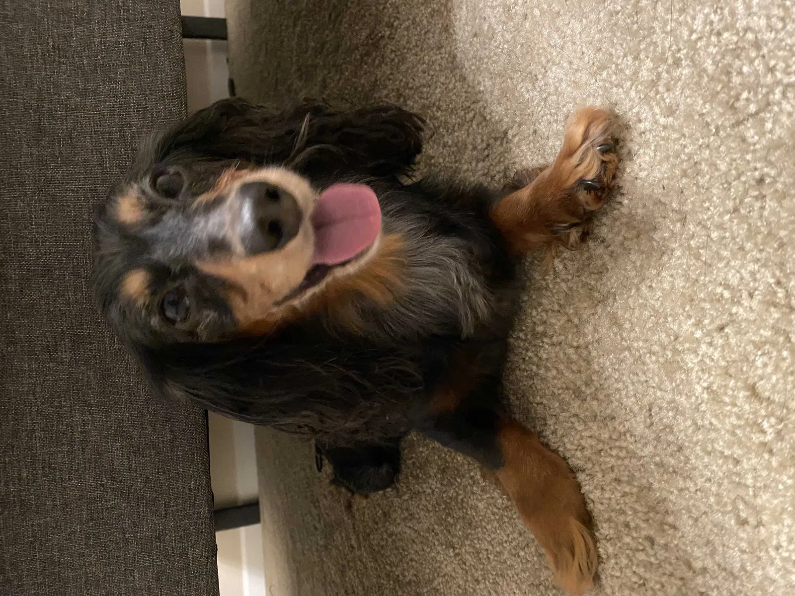 Lost dog in Auburn, WA, 98001