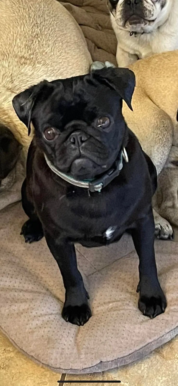 Lost dog in Deltona, FL, 32725