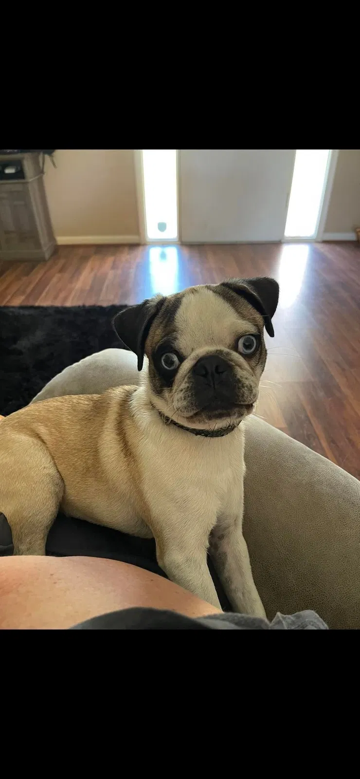 Lost dog in Deltona, FL, 32725