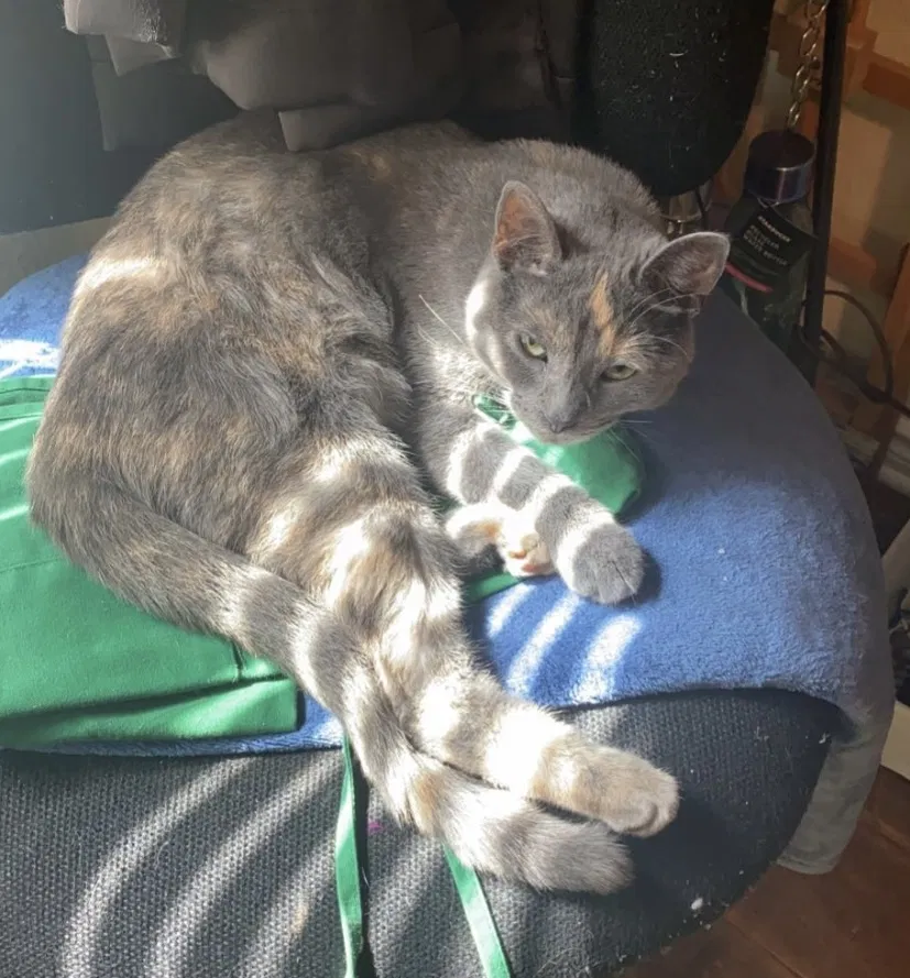 Lost cat in Austin, TX, 78745