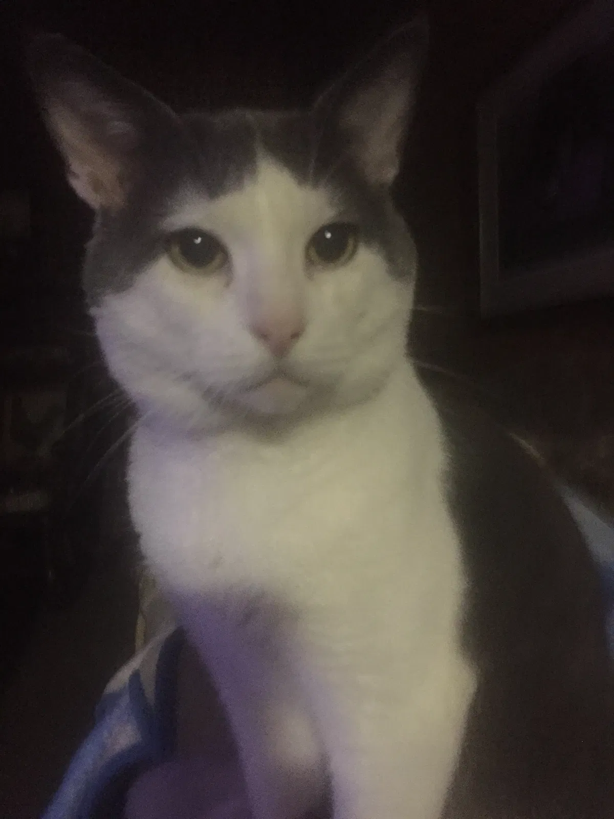 Lost cat in Kings Mountain, NC, 28086