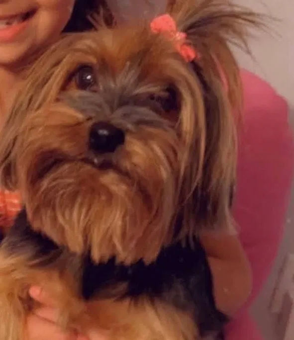 Lost dog in San Antonio, TX, 78250