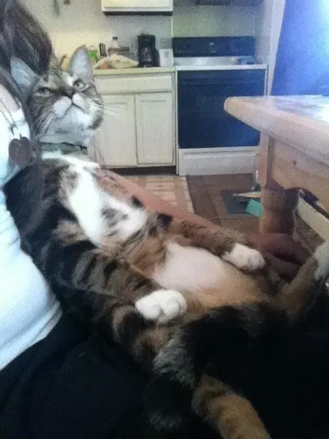 Lost cat in Flushing, MI, 48433
