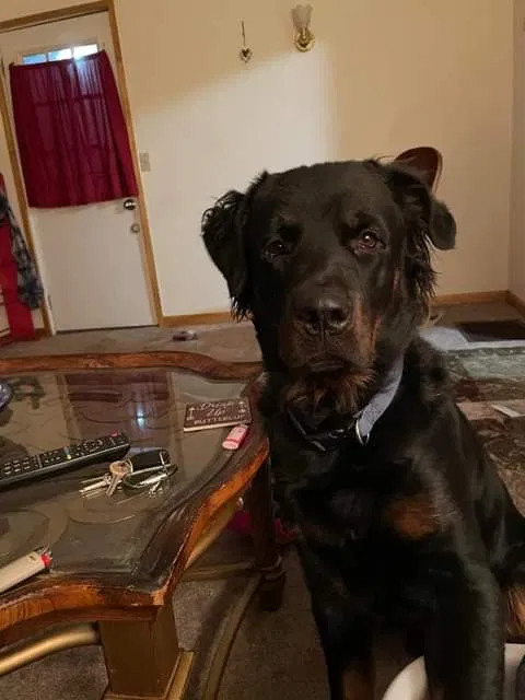 Lost dog in Kalamazoo, MI, 49009