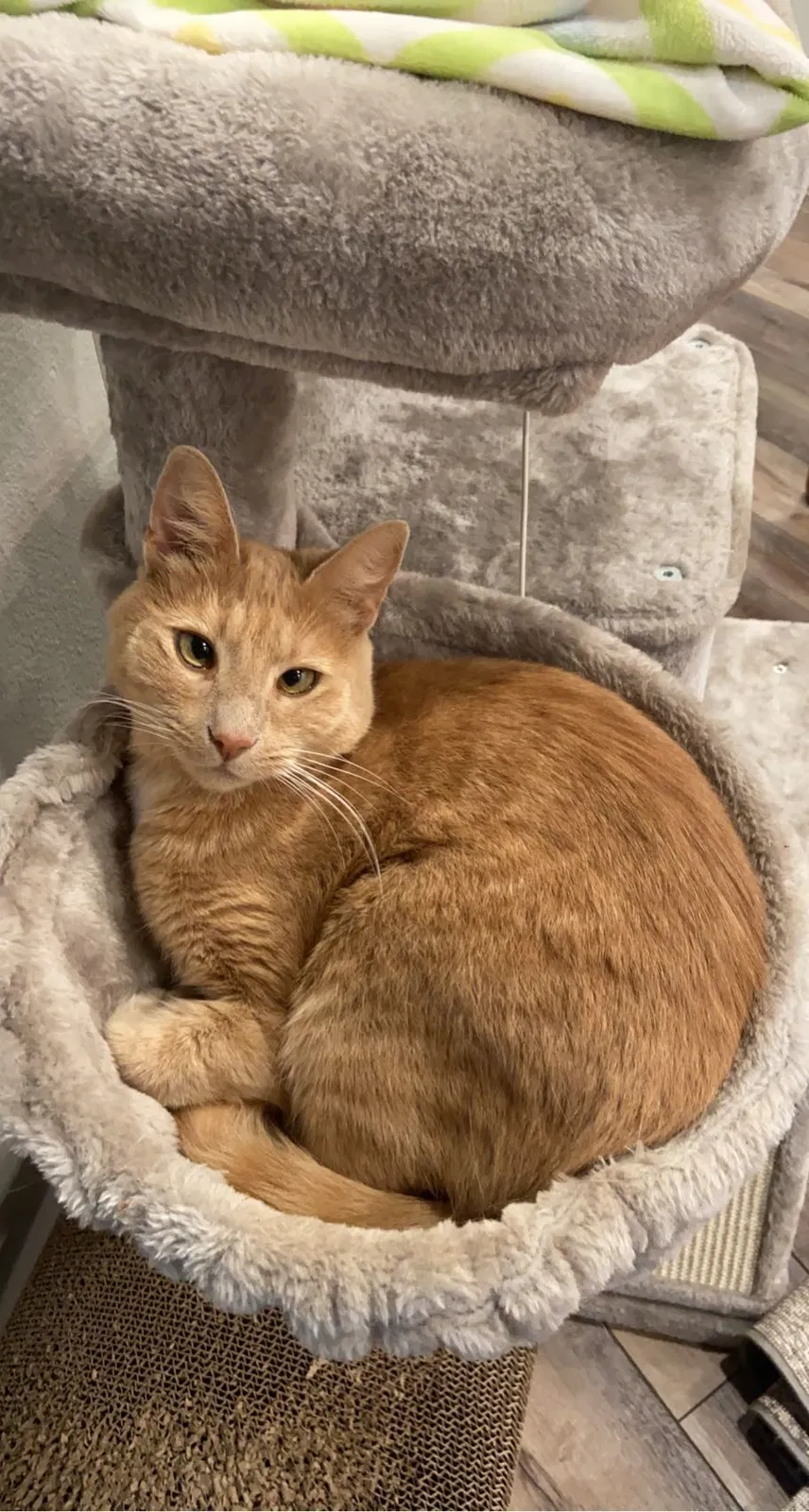 Lost cat in Atlanta, GA, 30315