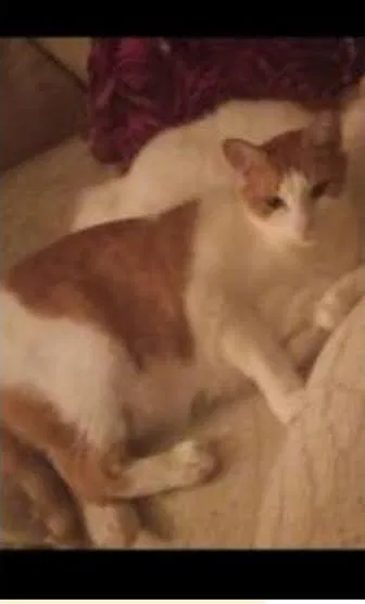 Lost cat in Tampa, FL, 33615