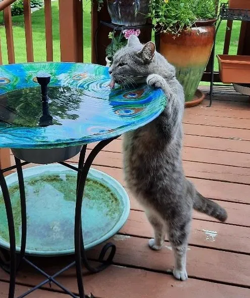 Lost cat in Utica, MI, 48316
