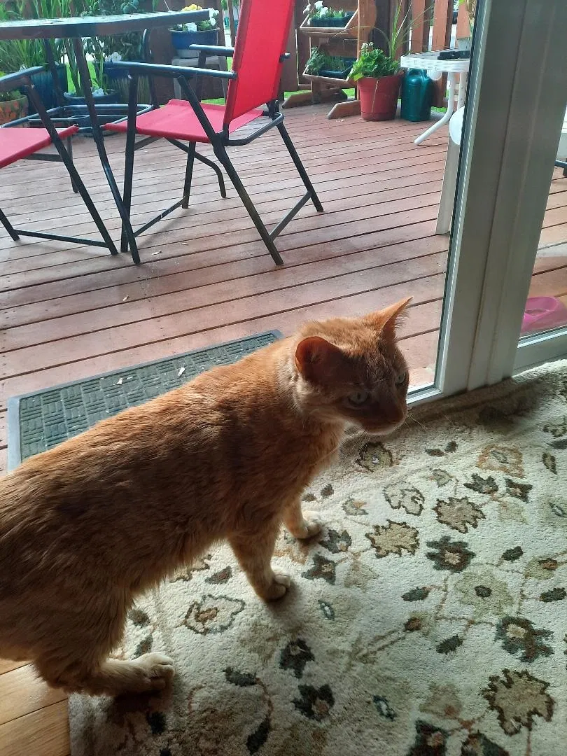 Lost cat in Utica, MI, 48316