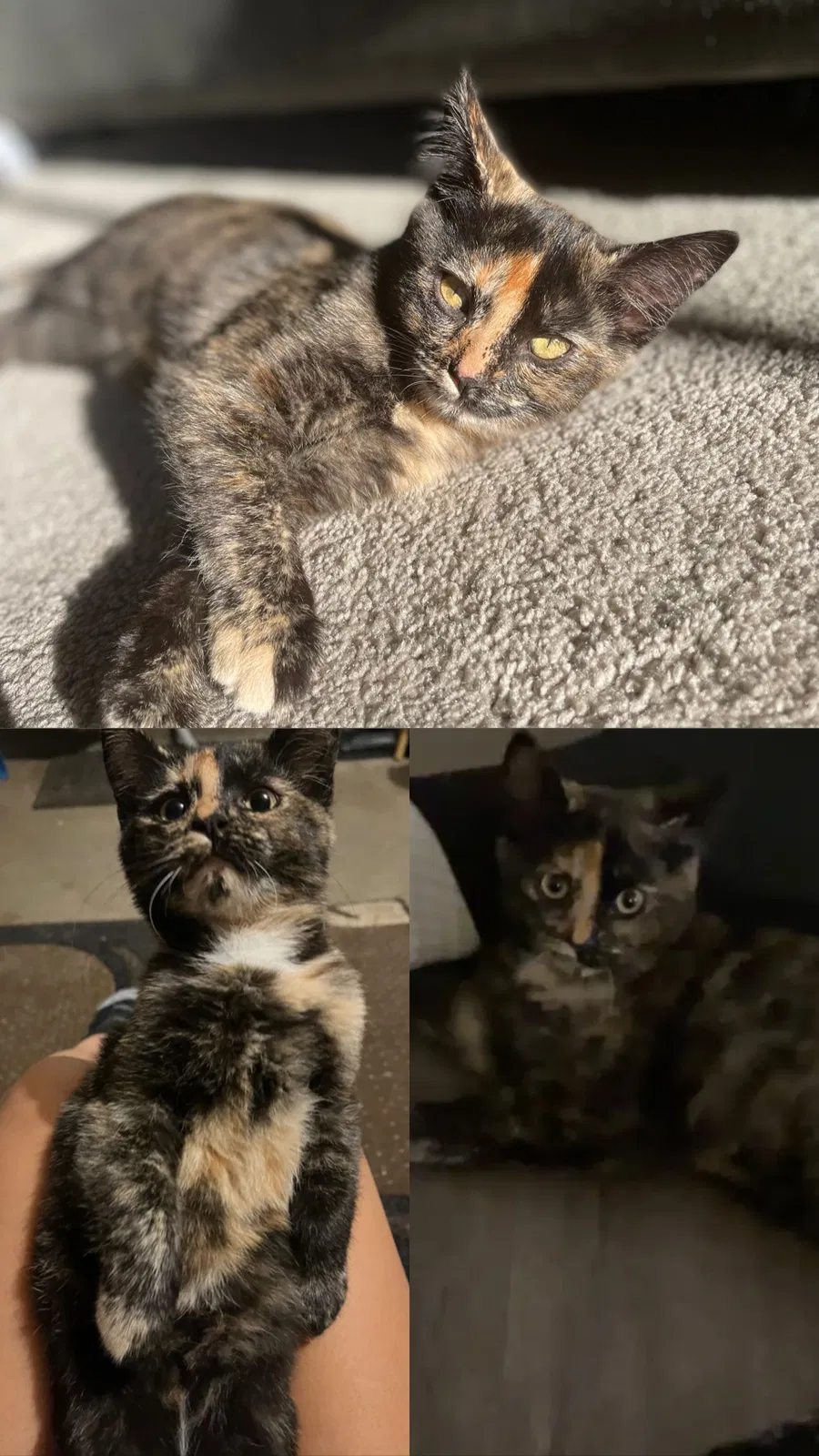 Lost cat in Watsonville, CA, 95076