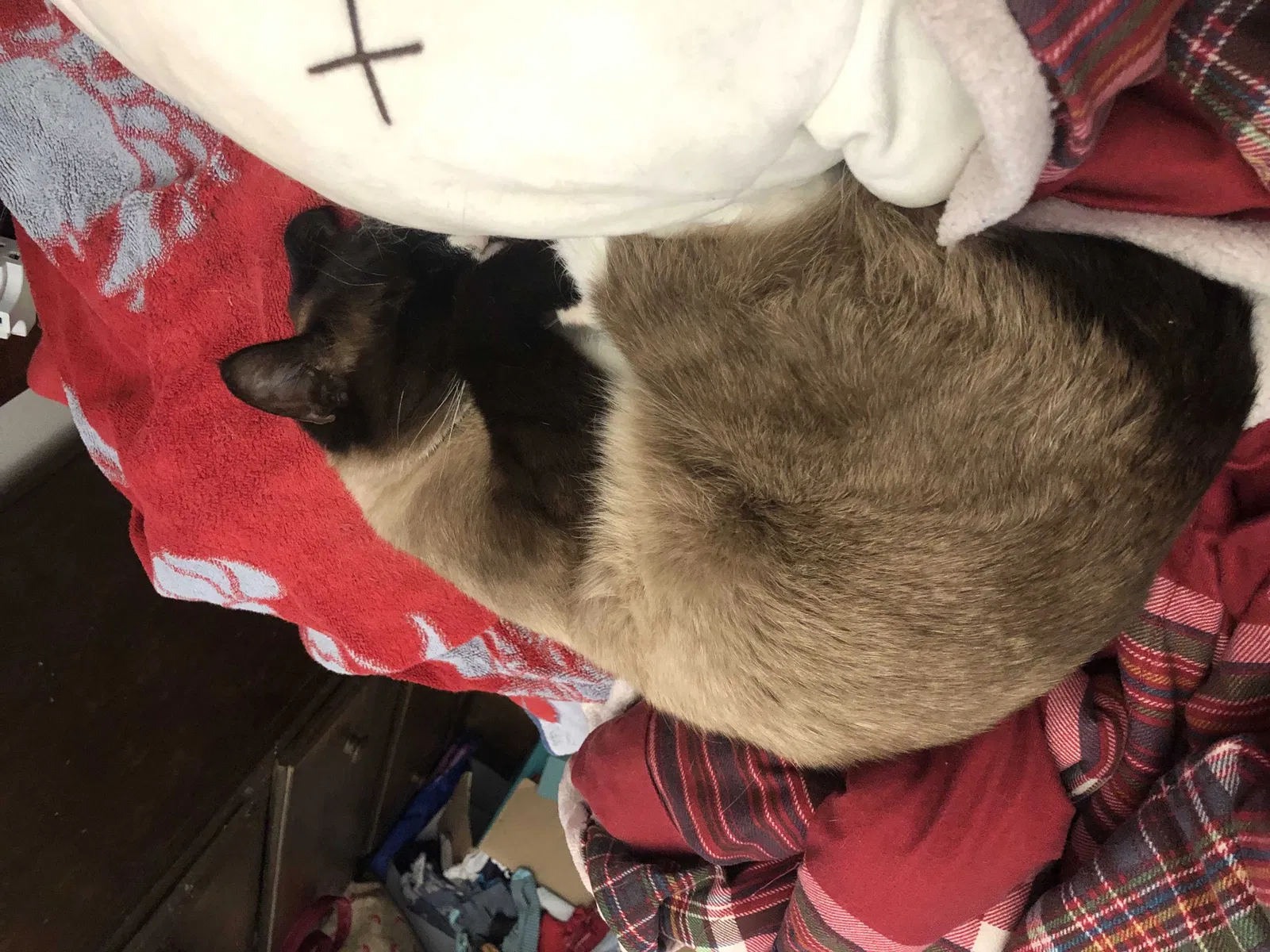 Lost cat in Palmdale, CA, 93551