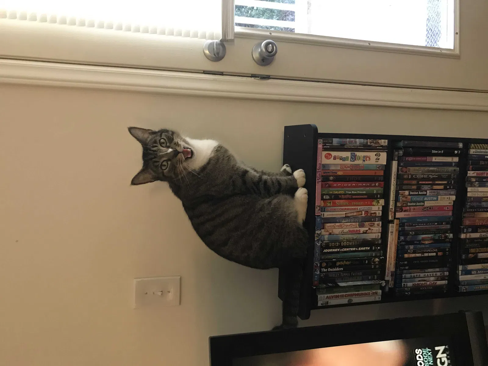 Lost cat in Mebane, NC, 27302
