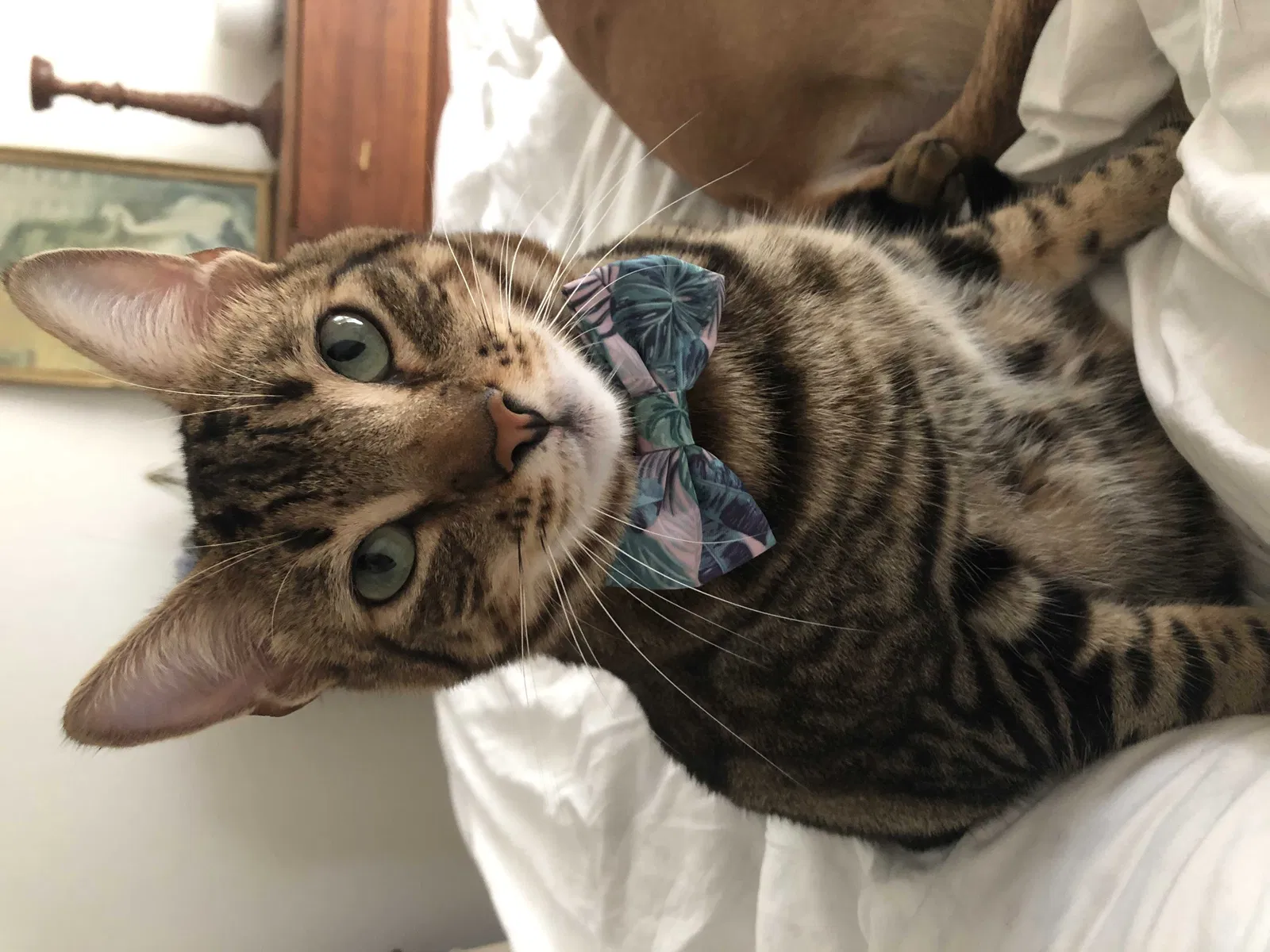 Lost cat in Oakland, CA, 94606
