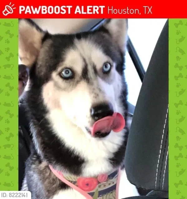 Lost dog in Houston, TX, 77023
