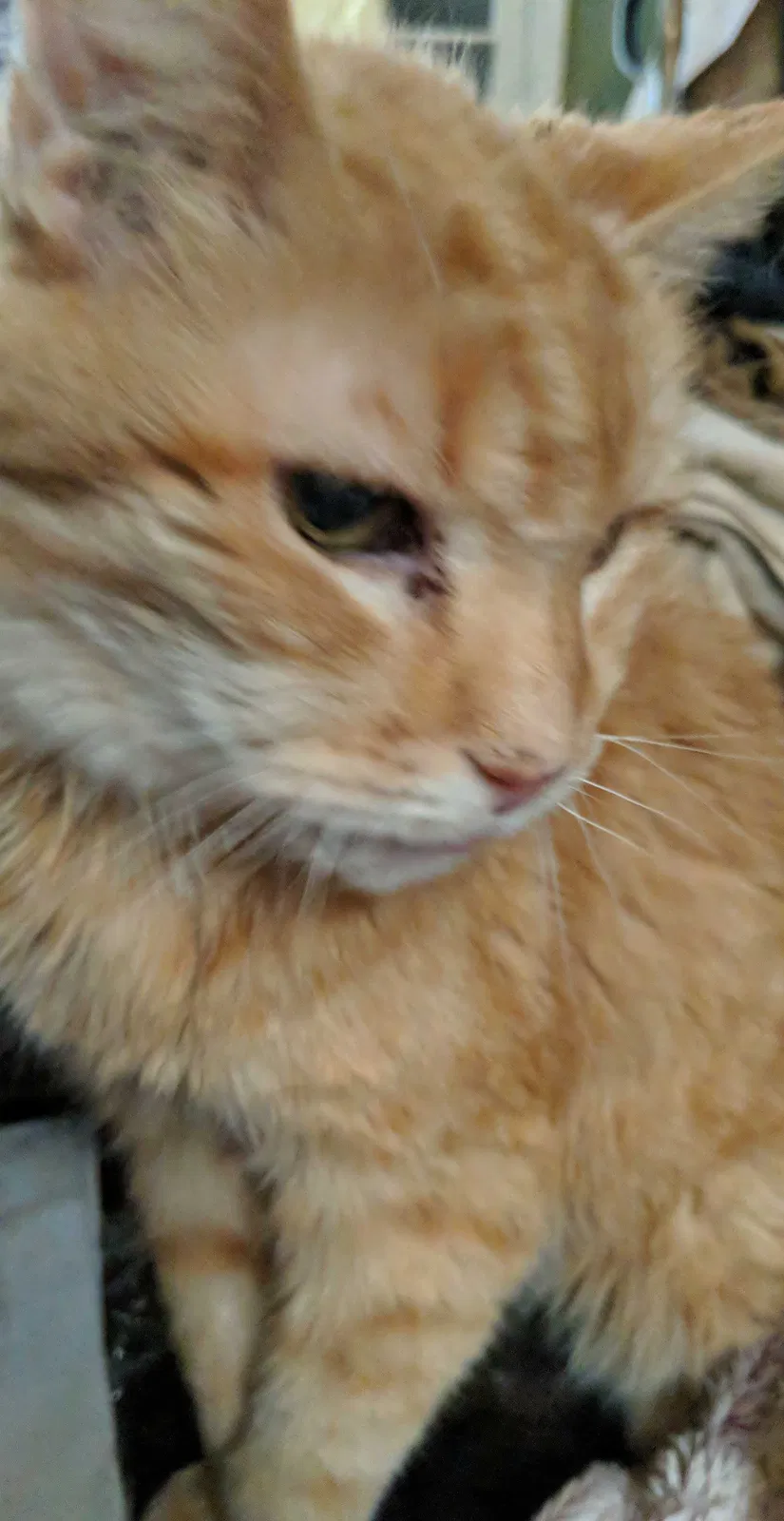 Lost cat in Columbus, OH, 43214