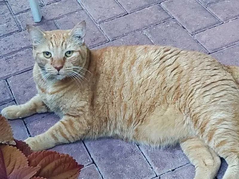 Lost cat in Palm Beach Gardens, FL, 33418