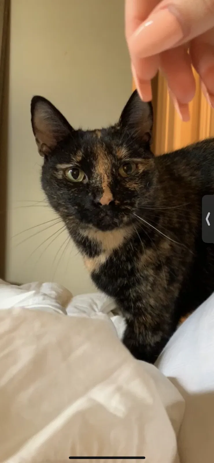 Lost cat in Katy, TX, 77494