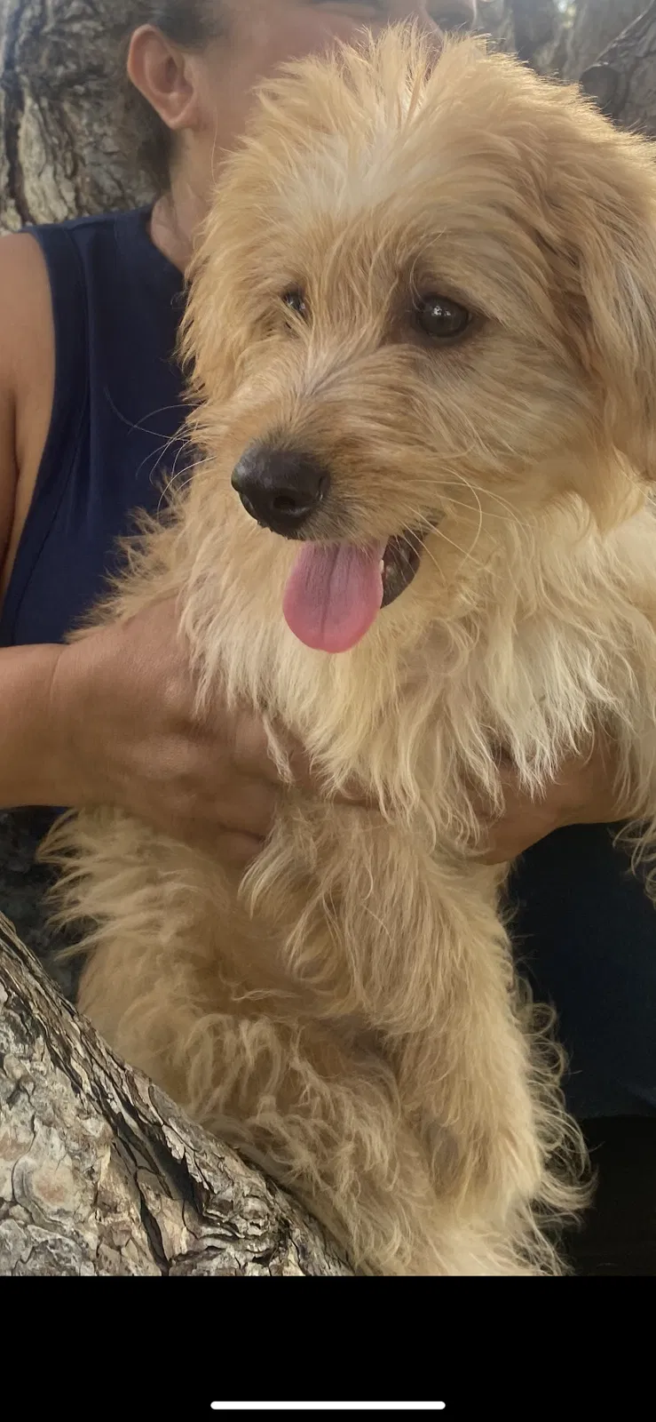 Lost dog in Denver, CO, 80239