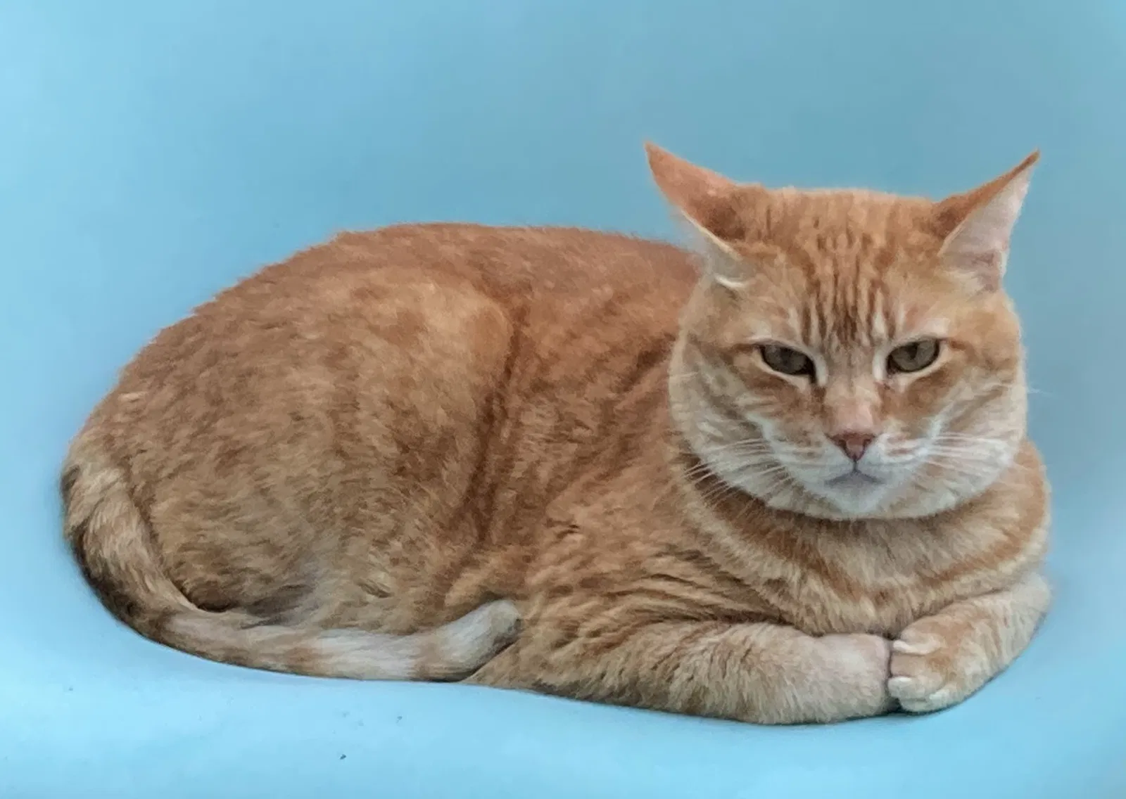 Lost cat in Deland, FL, 32724
