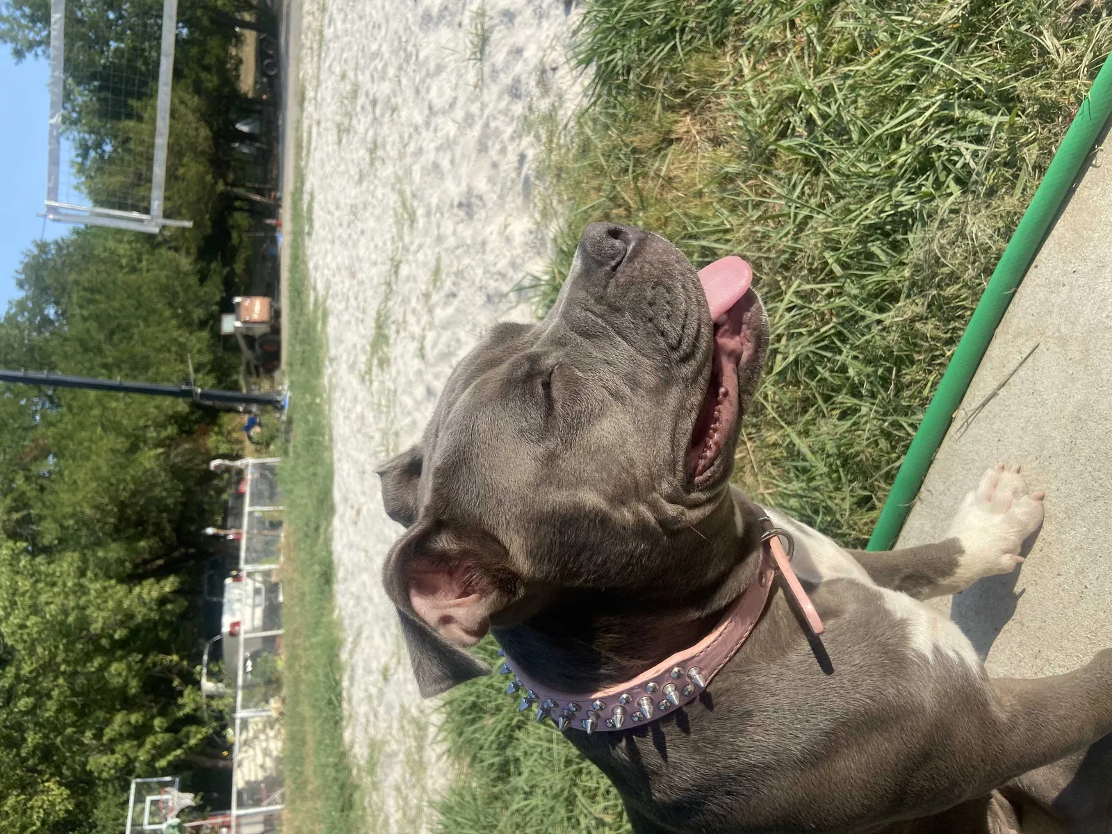 Lost dog in Princeton, TX, 75407