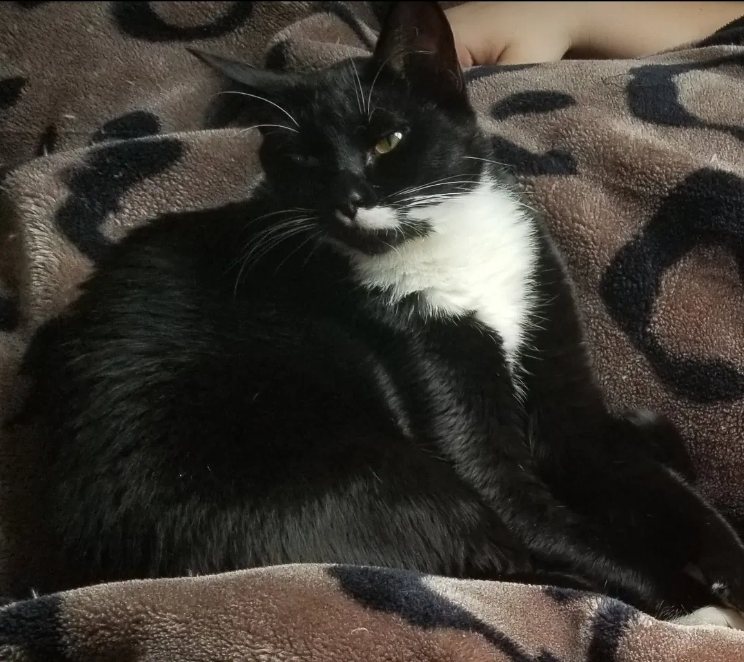 Lost cat in Chicago, IL, 60634