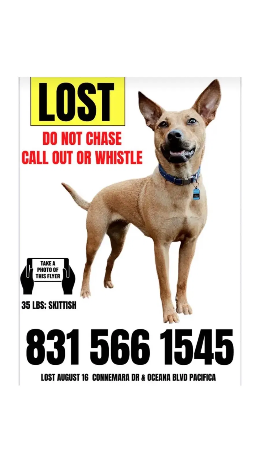 Lost dog in Pacifica, CA, 94044