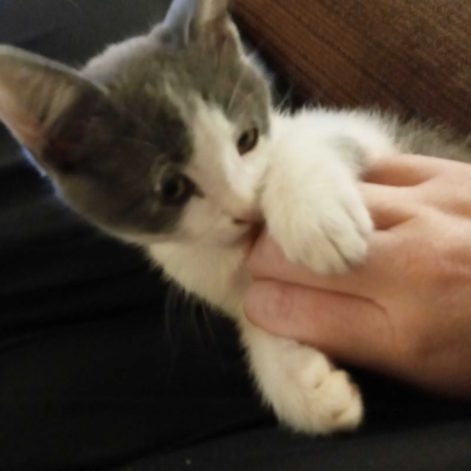 Lost cat in Winston Salem, NC, 27127