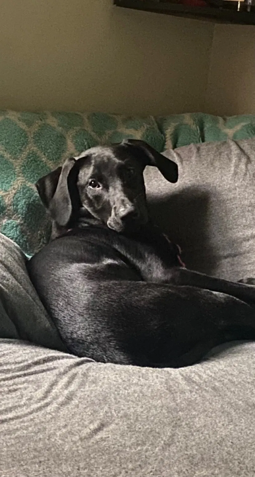Lost dog in Pensacola, FL, 32507