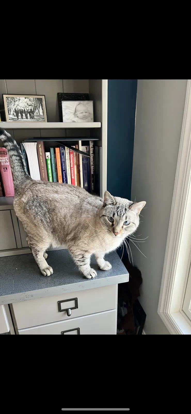 Lost cat in Cranberry Twp, PA, 16066