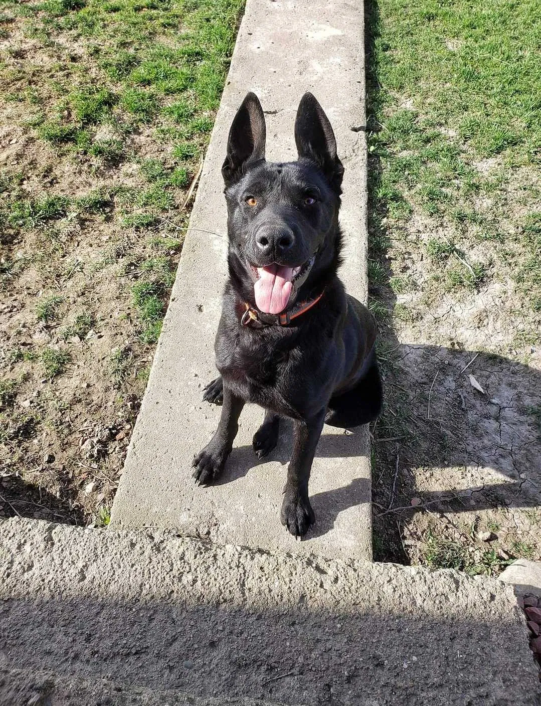 Lost dog in La Fontaine, IN, 46940