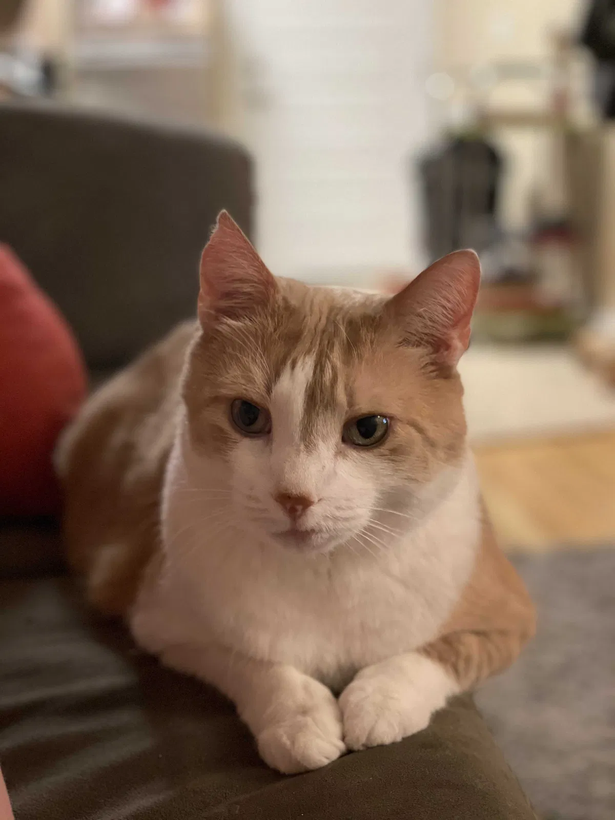 Lost cat in Denver, CO, 80229