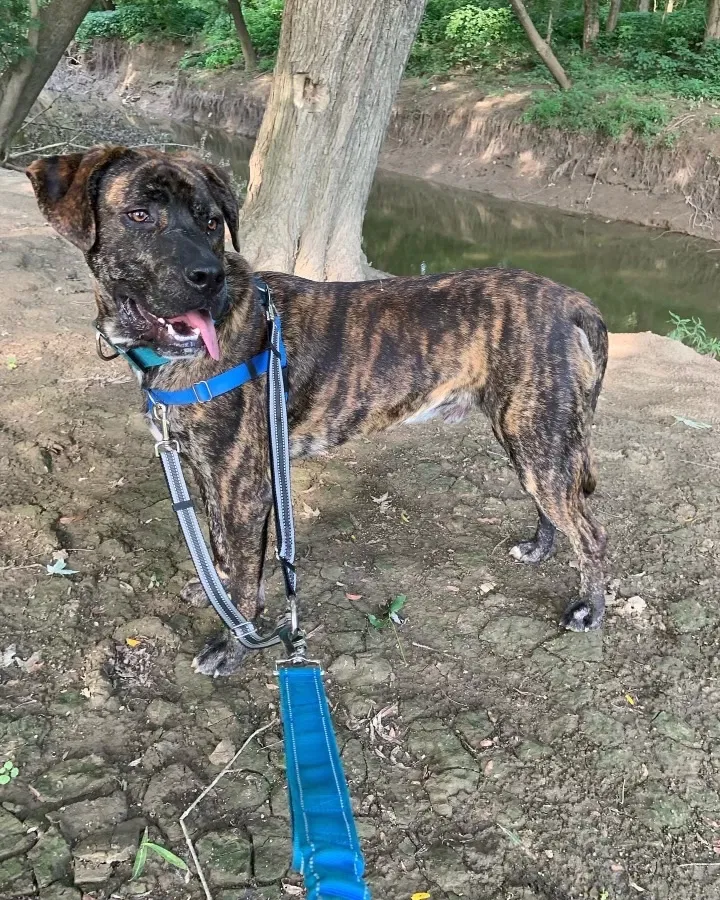 Lost dog in Hamilton, OH, 45013